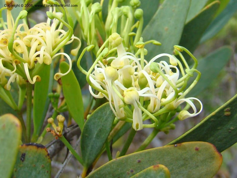Stenocarpus, JMunzinger4738--New Caledonia. Poum Mine. 13 Nov 07. 055.jpg