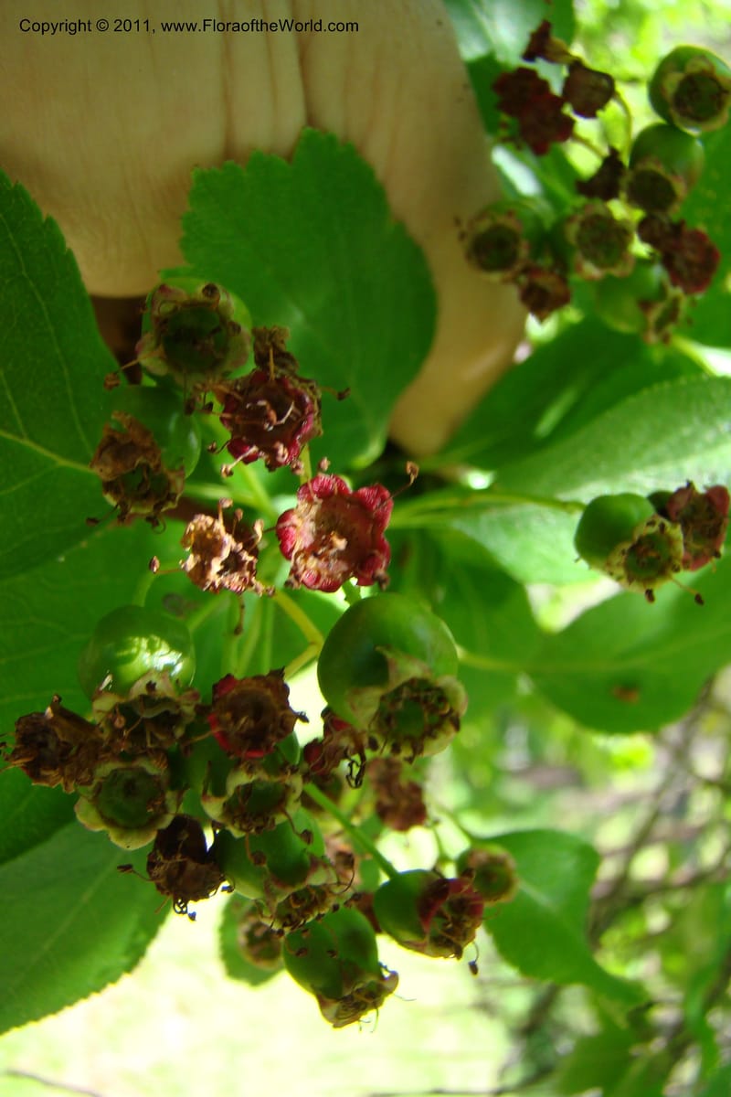 Crataegus douglasii, C. Davidson 11396--Idaho. Idaho Co. Salmon River. Shepp Ranch. 28 May 2009. 095.jpg