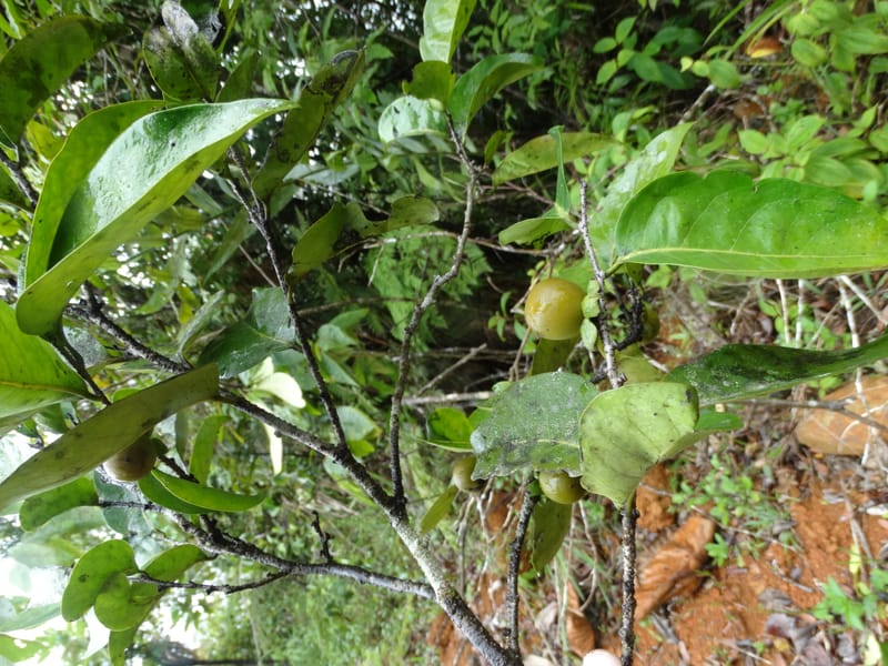 Diospyros, Plunkett, G. 3195--Fiji. Across the road from Waisali RF. 8 Nov 2015. DSC00330 (170).JPG