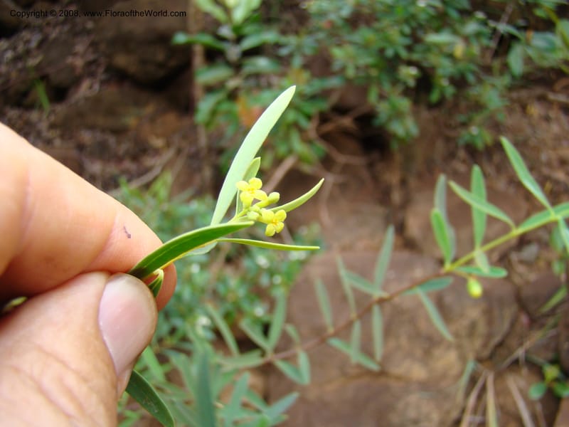 Wikstroemia indica, JMunzinger4671--N.Caled. Dumbea Dam in Dumbea Riv. 11 Nov 07. 354.jpg