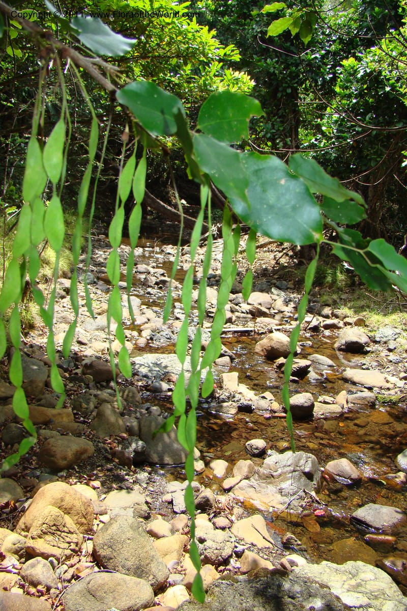 Arthroclianthus, M. Callmander 764--New Caledonia. Upper Tene River Valley. 19 Jan 2010. 377 (47).jpg