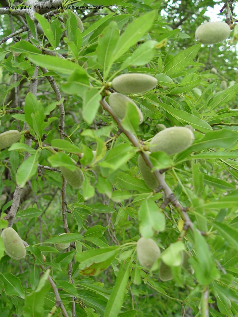 Prunus dulcis--Spain. Gran.Prv. 10 km S Jct. Albondon-Albunol, C333. 1 (23).jpg