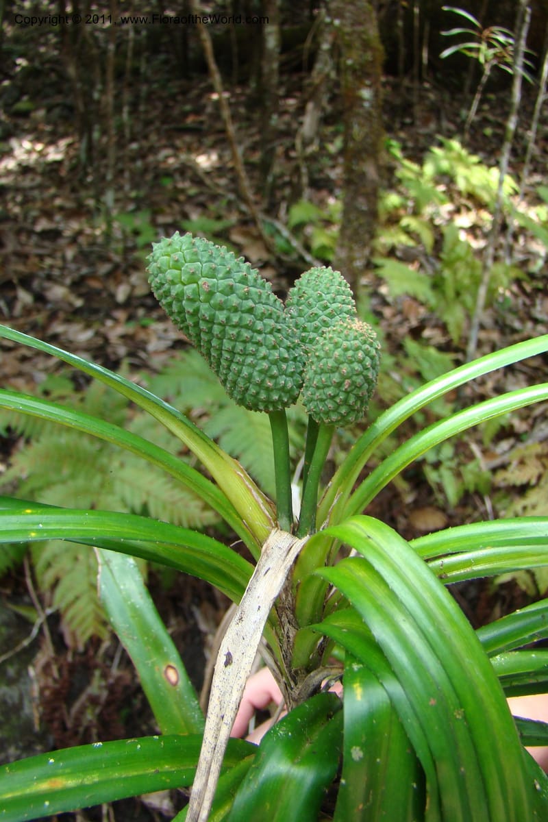 Freycinetia, M. Callmander 774--New Caledonia. Upper Tene River Valley. 19 Jan 2010. 377 (148).jpg