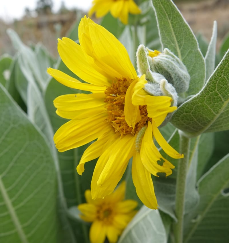 Wyethia mollis, C. Davidson 13616--CA. Modoc Co. Warner Mts. Hwy 299. 7 June 2017. DSC01455 (15).JPG