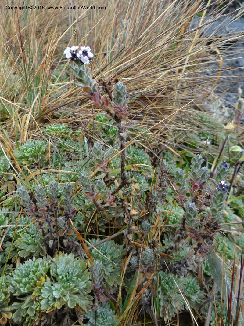 Draba, Ulloa, C 2421--Ecuador. Pichincha. Nevado Cayambe. 6 Oct 2012. DSC07236 (185).JPG