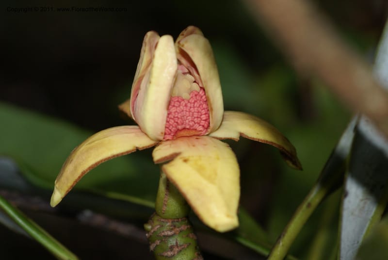 Zygogynum, Munzinger, J 4845--New Caledonia, Dogny, 19 Nov 2007,  079 (15).JPG