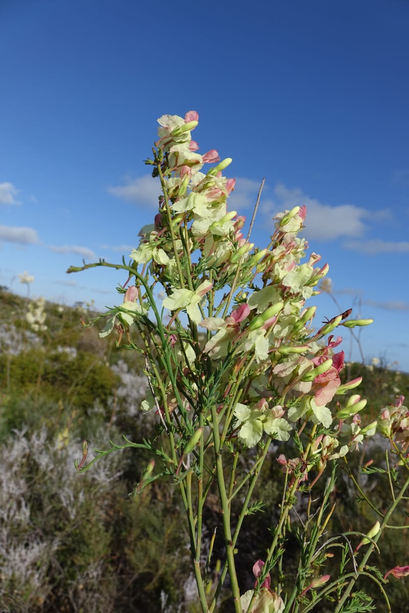 Leschenaultia linarioides, Davidson, C 13441--Australia. W.A. Mt. Adams Rd. 24 Oct 2016. DSC05357 (10).JPG