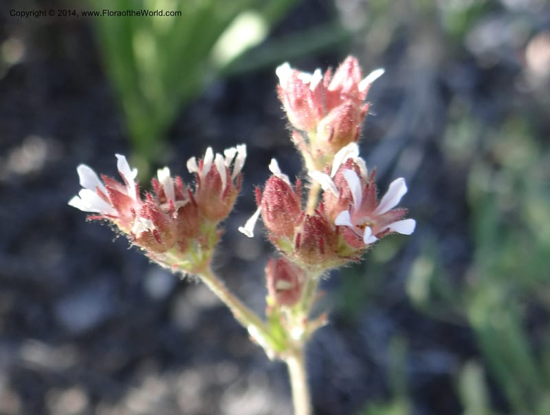 Horkelia fusca var. parviflora, Davidson, C 12198--ID. Custer Co. 1.6 mi from Hwy 75 on Redfish Lake Rd. 13 Jul 2013. DSC06785 (47).JPG