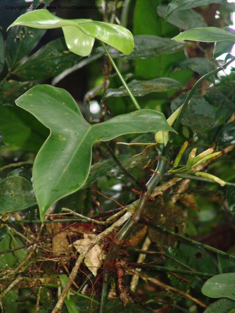 Philodendron deltoideum, RVasquez 31576--Peru. Prov.  Oxa. Estac. Paujil. Camino  Pozo Tigre. 17 Oct 06. 203 (10).jpg