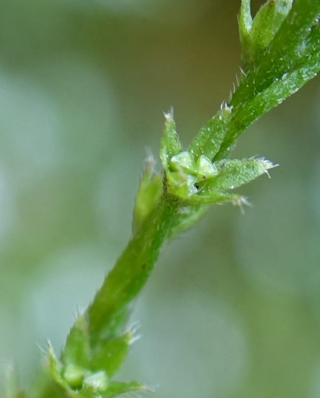 Trigonotis formosana, Tseng Yu-Hsin 1317--Taiwan. SW of Nanshan on highway 7. 20 May 2016. DSC03339 (75).JPG