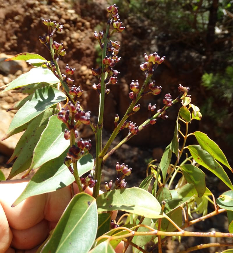 Polyscias, Lowry, P 7417--New Caledonia. PinPin. 20 Nov 2015. DSC03938 (197).JPG