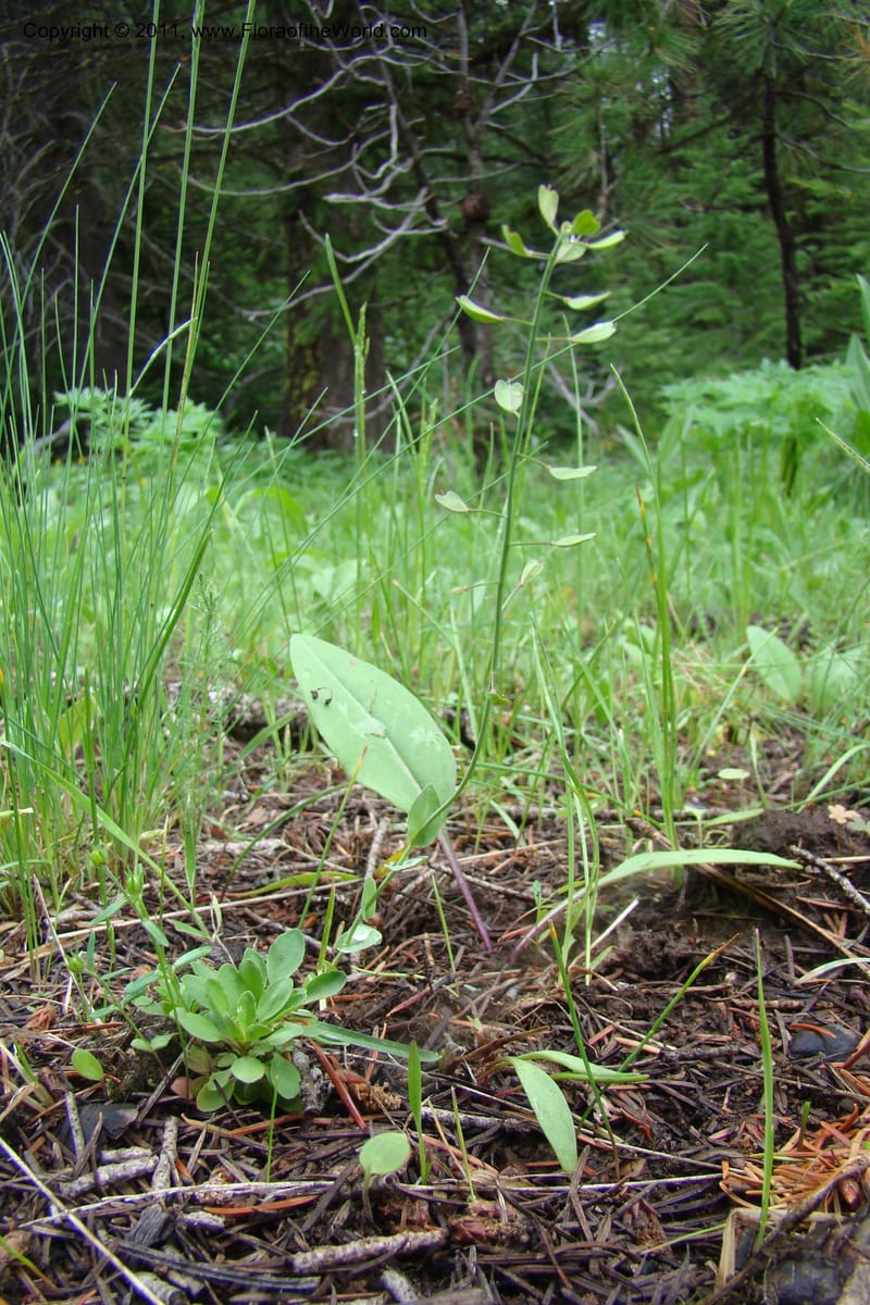 Thlaspi fendleri, C. Davidson 11425--Idaho. Adams Co. Smokey Boulder Rd. 6 June 2009. 122.jpg