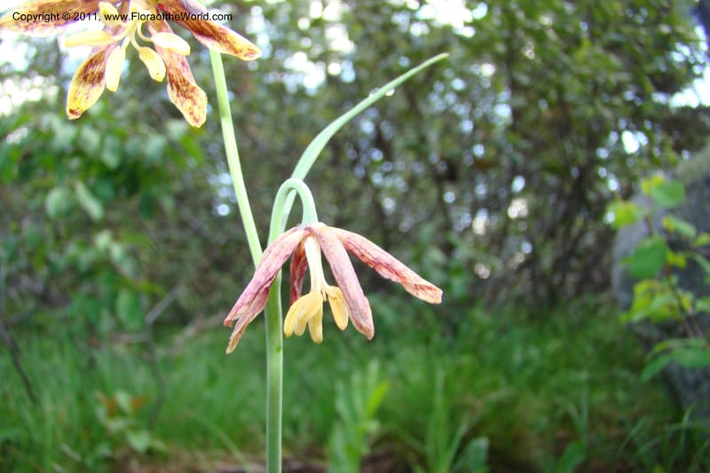 Fritillaria atropurpurea, C. Davidson 11437--Idaho. Valley Co. Payette Lake. Sylvan Beach. 7 June 2009. 021.jpg