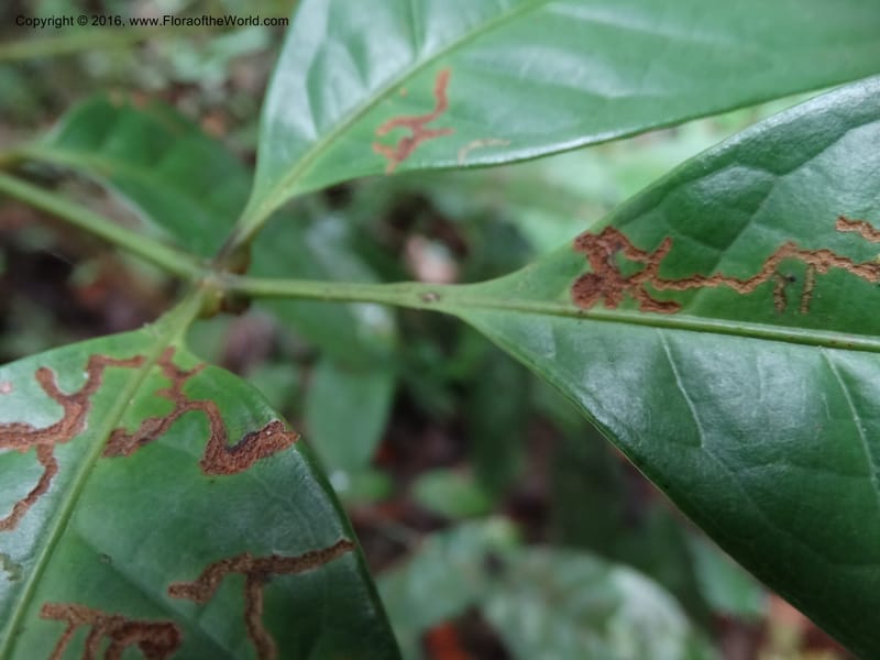 Meliosma, Davidson, C 12932--Sabah. Kinabalu Nat. Park. Nalumad Substesen. 29 Mar 2015. DSC01294 (123).JPG