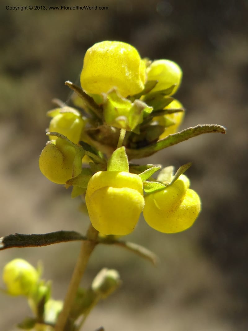 Calceolaria, WDS 34050--Chile. Pichilemu. 13 Feb 2013. DSC00590 (197).JPG