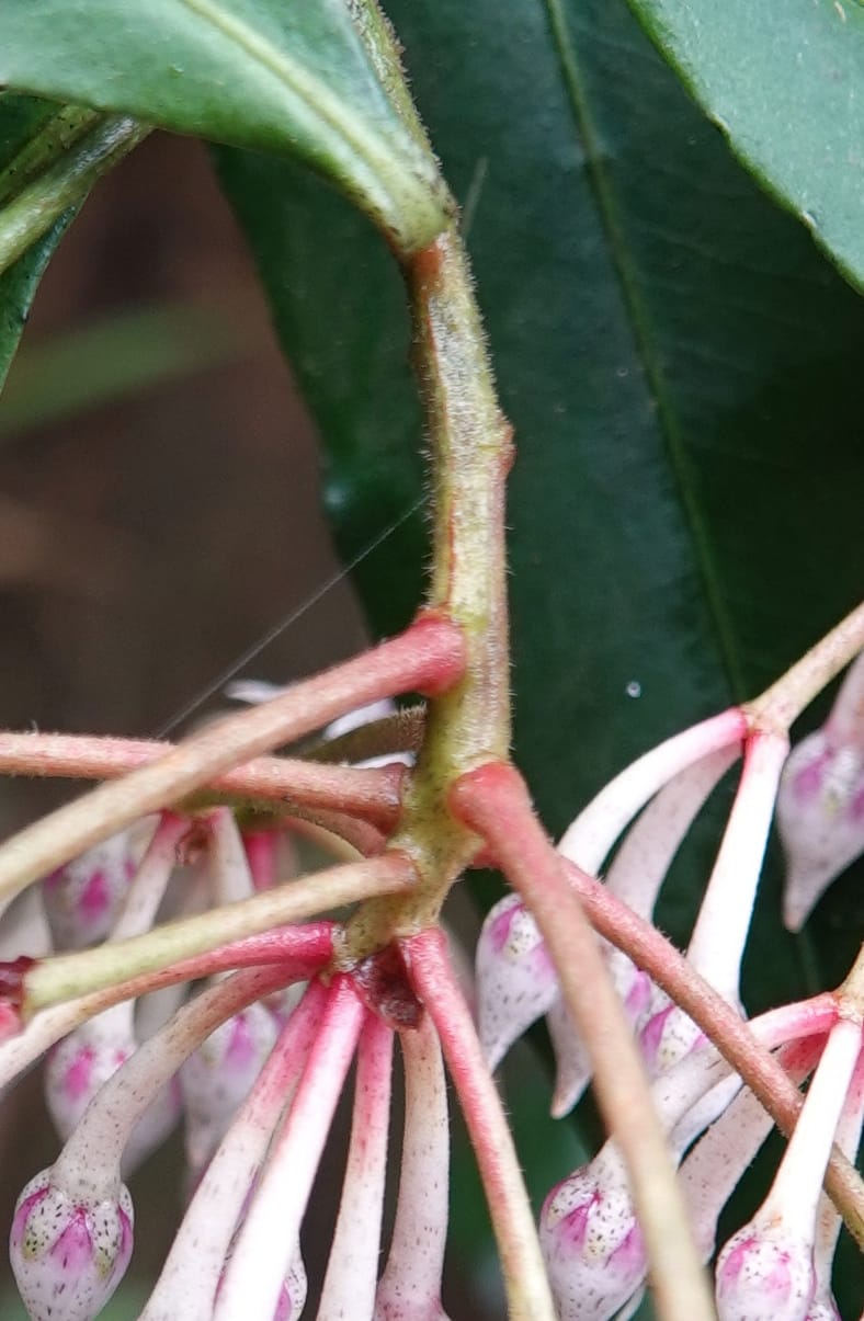 Ardisia virens, D. Boufford 44152--China. Yunnan. Bam Po village. 5 May 2018. DSC02406 (226).JPG