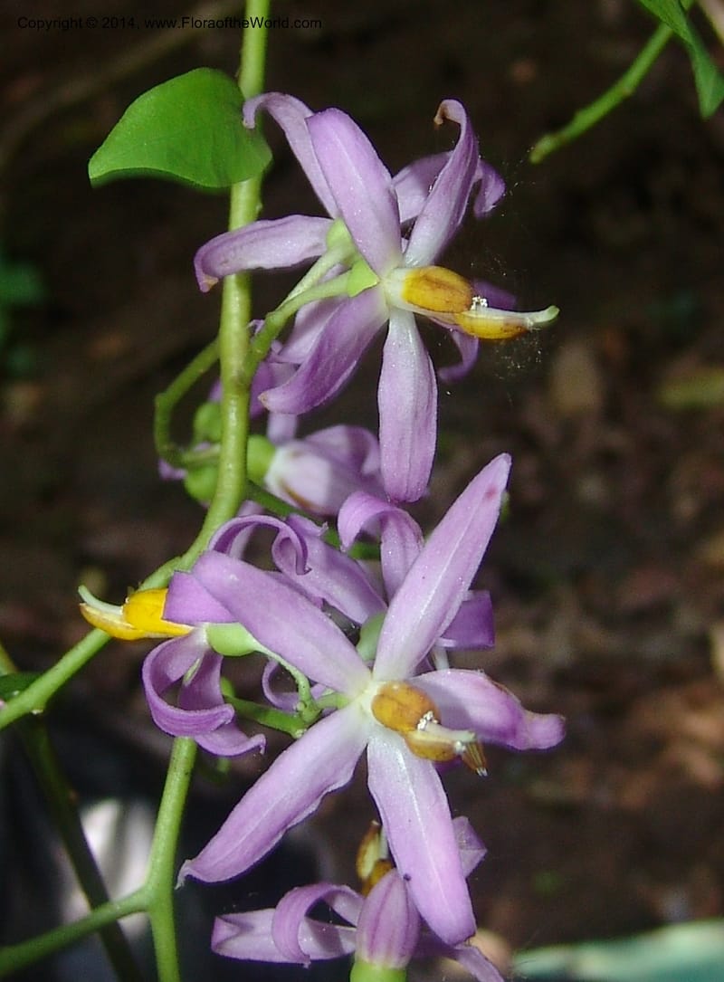Solanum, Farfan 773--Peru. Edo. Madre de Dios. Quebrada Loboyoc. 21 Oct 05. 251.jpg