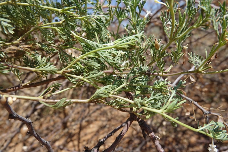 Chascanum pinnatifidum, L. Nanyeni 1170--Namibia. Hwy B1, rest stop at odom 161. 16 Mar 2018. DSC01241 (28).JPG