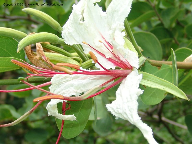 Bauhinia petersiana ssp macrantha--So.Africa. Lowveld Nat. Bot. Gard. 2. 14 Mch 05. 140.jpg