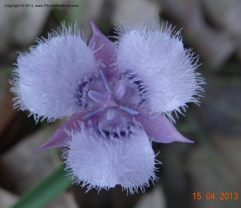 Calochortus coeruleus, Davidson, C 12122--USA, CA, Shasta Co.  15 Apr 2013  9965 (7).JPG