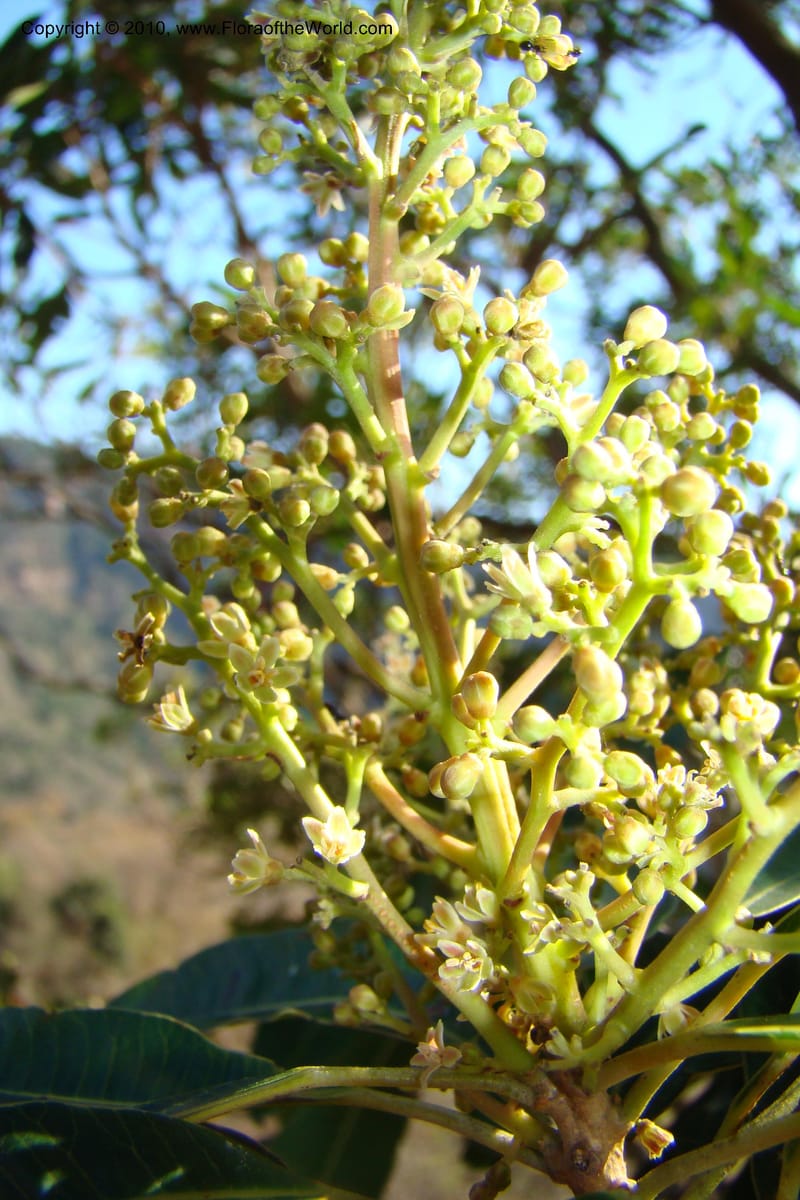 Protorhus longifolia, D. Styles xx--South Africa. KwaZulu-Natal. Kloof Gorge, Durban. 29 Aug 09. 001 (12).jpg