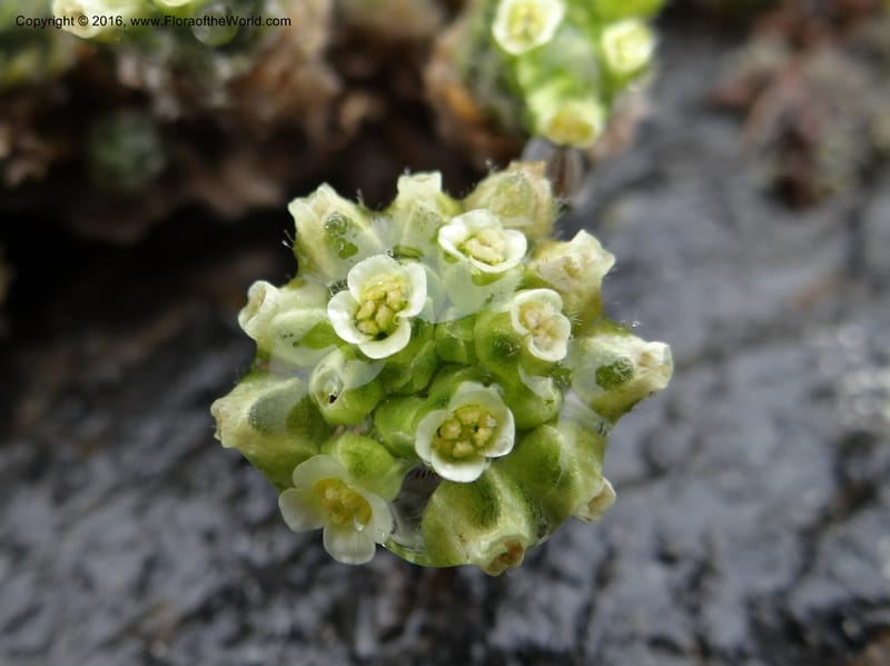Draba, Ulloa, C 2414--Ecuador. Pichincha. Nevado Cayambe. 6 Oct 2012. DSC07236 (129).JPG