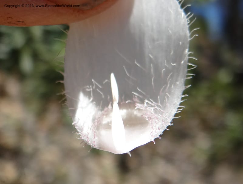 Calochortus albus, Davidson, C 12137--Calif. Nevada Co. 19 Apr 2013.  (7).JPG