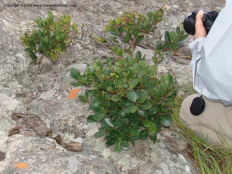 Apodytes abbottii--So.Africa. E. Cape. Umtamvuna Nat. Res. 11 Mch 05. 011.jpg