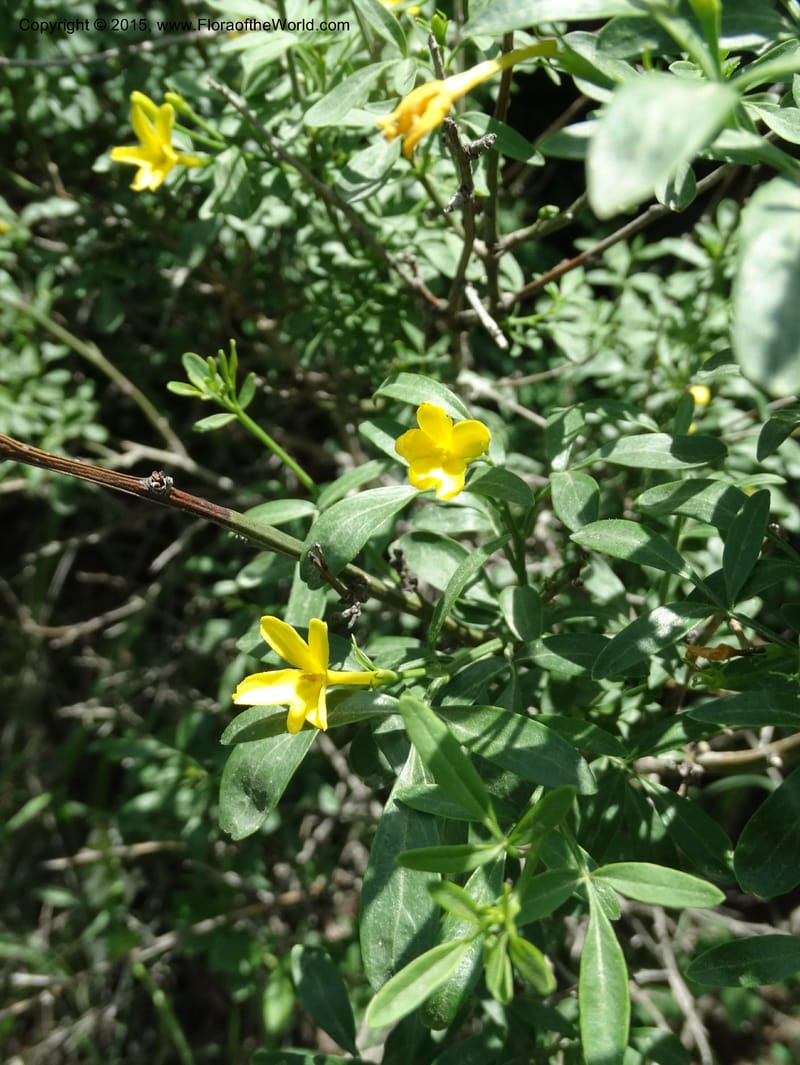 Jasminum fruticans, Davidson, C 12467--Georgia (Caucasus). Shio Mgvime. 7 Jun 2014. DSC07779 (172).JPG