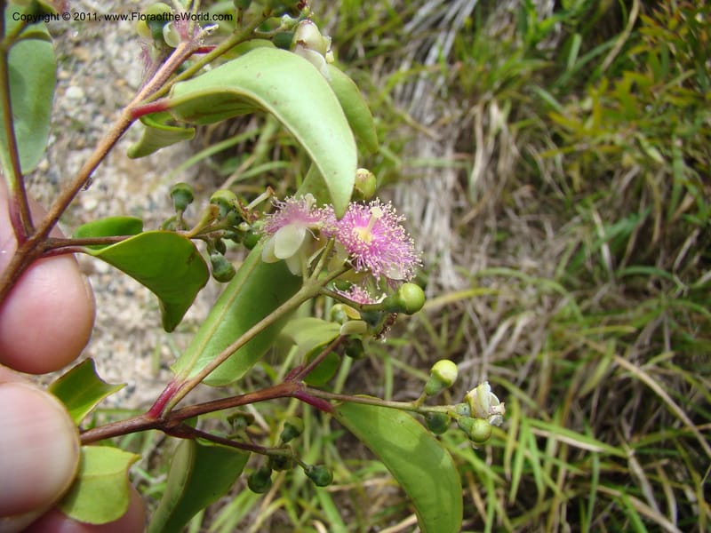 Archirhodomyrtus,  Munzinger, J 4767--New Caledonia, Prov N, Col d'Amoss,  14 Nov 2007, DSC06663 (9).jpg