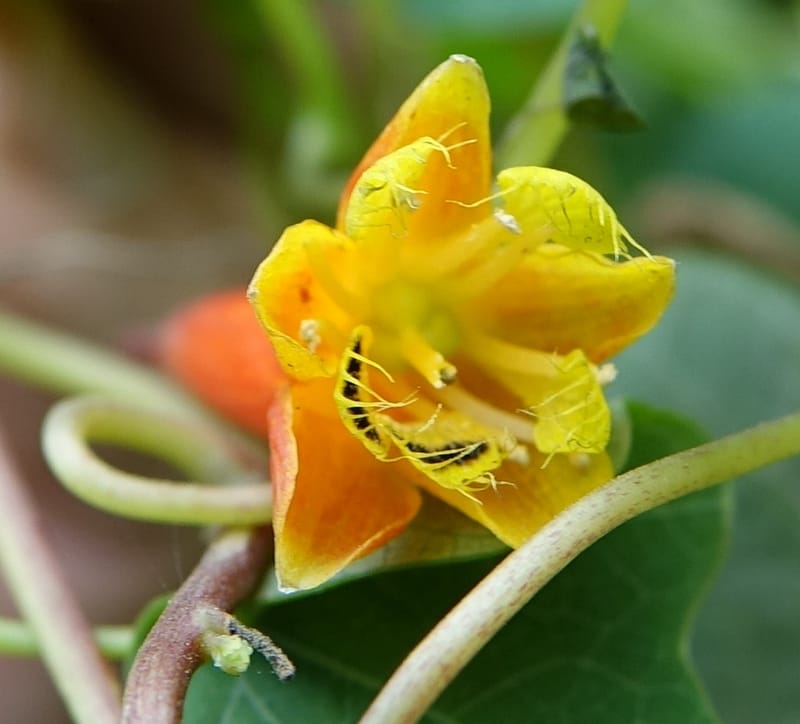 Tropaeolum emarginatum, Gomez-Dominguez, H 3772--Mexico. Chiapas. La Selva Negra. Rincon Chamula. 22 Mar 2017.  (116).JPG