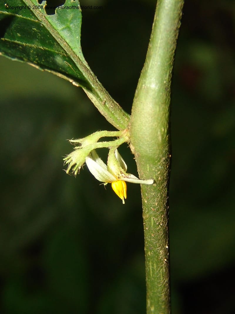 Solanum, RVasquez33035--Peru. Pillcopata. Qbda Sachavacayoc. 29 Oct 07. 181.jpg