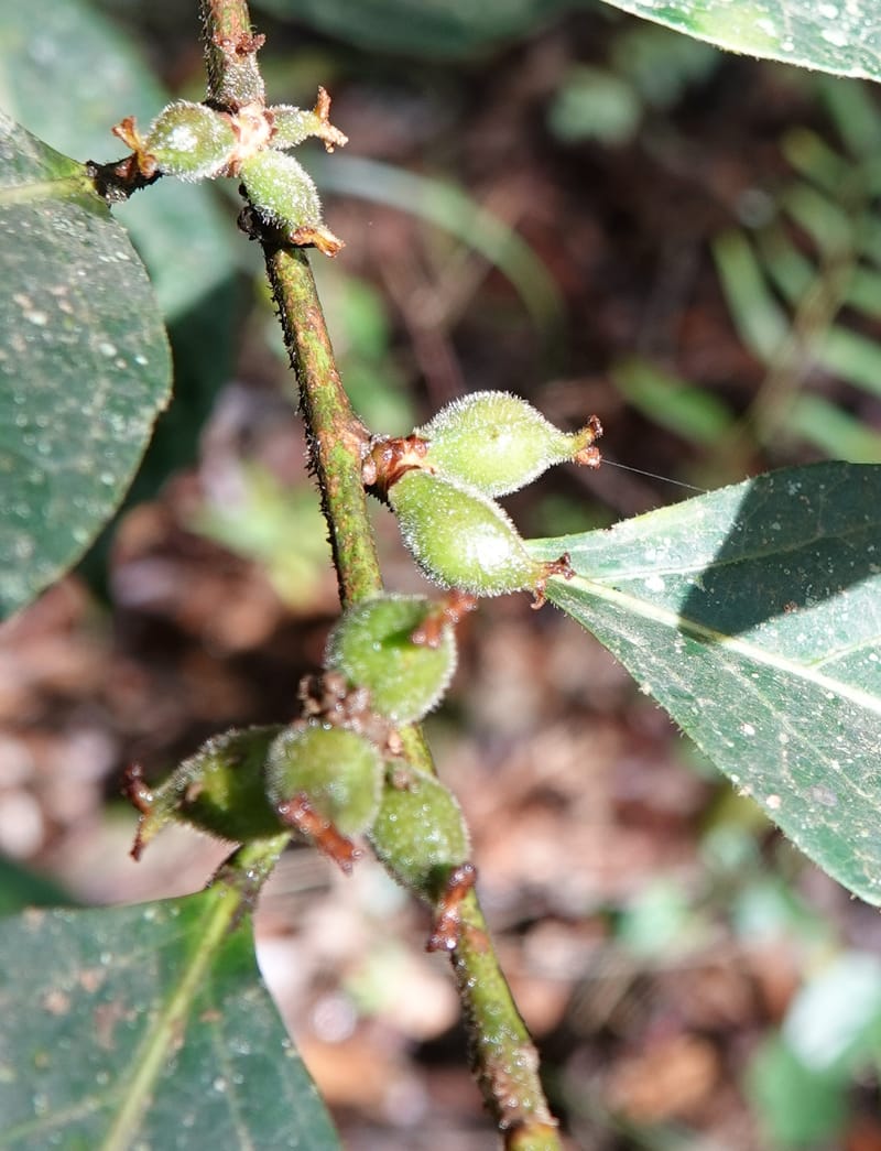 Aporosa dioica, D. Boufford 44137--China. Yunnan. Pu Wen to Da Du Gang on G213. 4 May 2018. DSC01724 (171).JPG