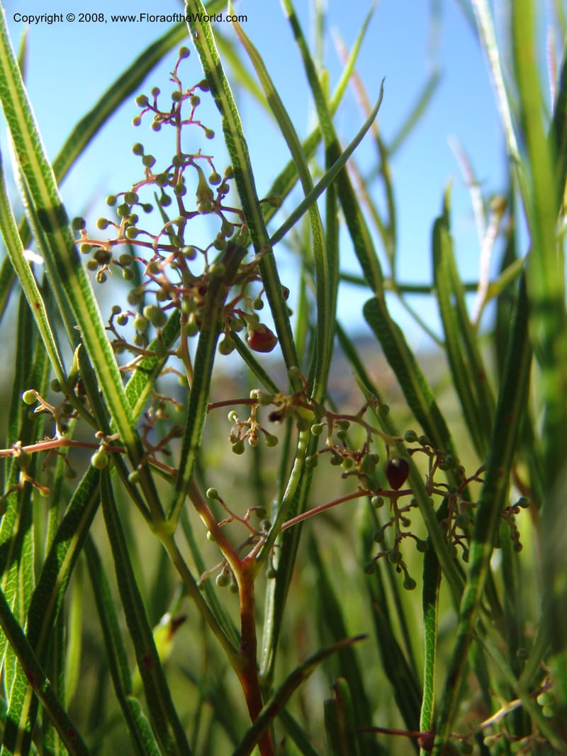 Rhus--So.Africa. E. Cape. Joubert's Pass, SE of Lady Gray. 9 Mch 05. 236.jpg