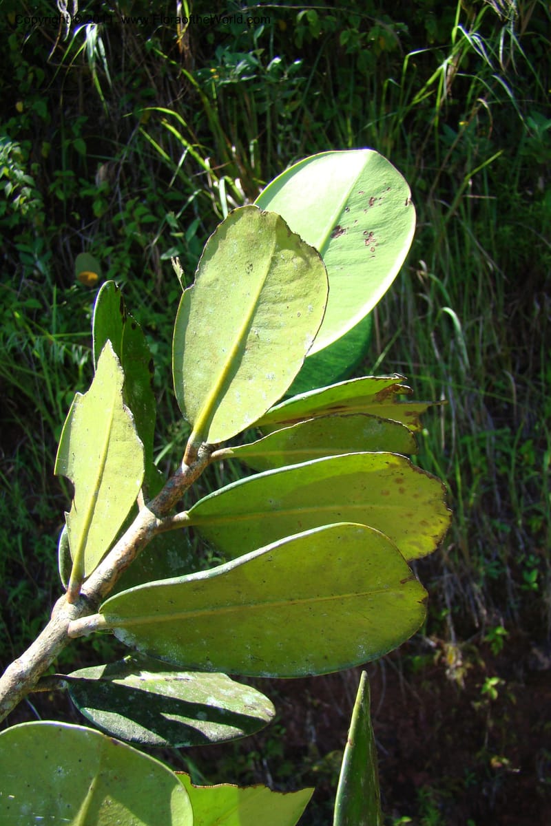 Garcinia verrucosa, Rogers 1212--Madagascar. Prov. Fianarantsoa. Ifanadiana. 12 Jan 09. 123.jpg