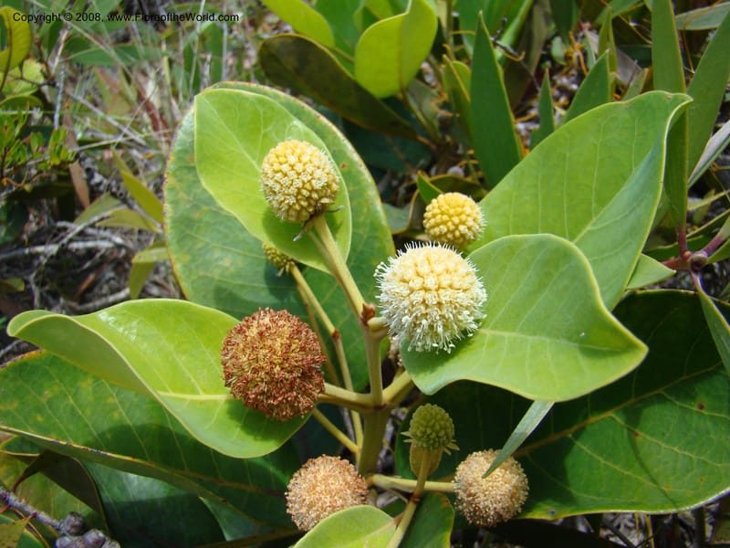 Codia, JMunzinger4769--New Caledonia. Col d'Amoss. 14 Nov 07. 124.jpg