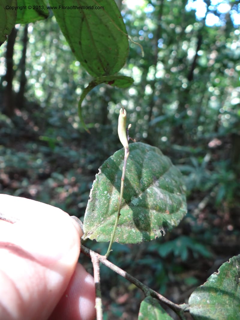 Symplocos, VC 5593--Thailand. Ranong Prov. Klong Naka Wildlife Sanctuary. 14 Nov 2012. DSC09055 (73).JPG