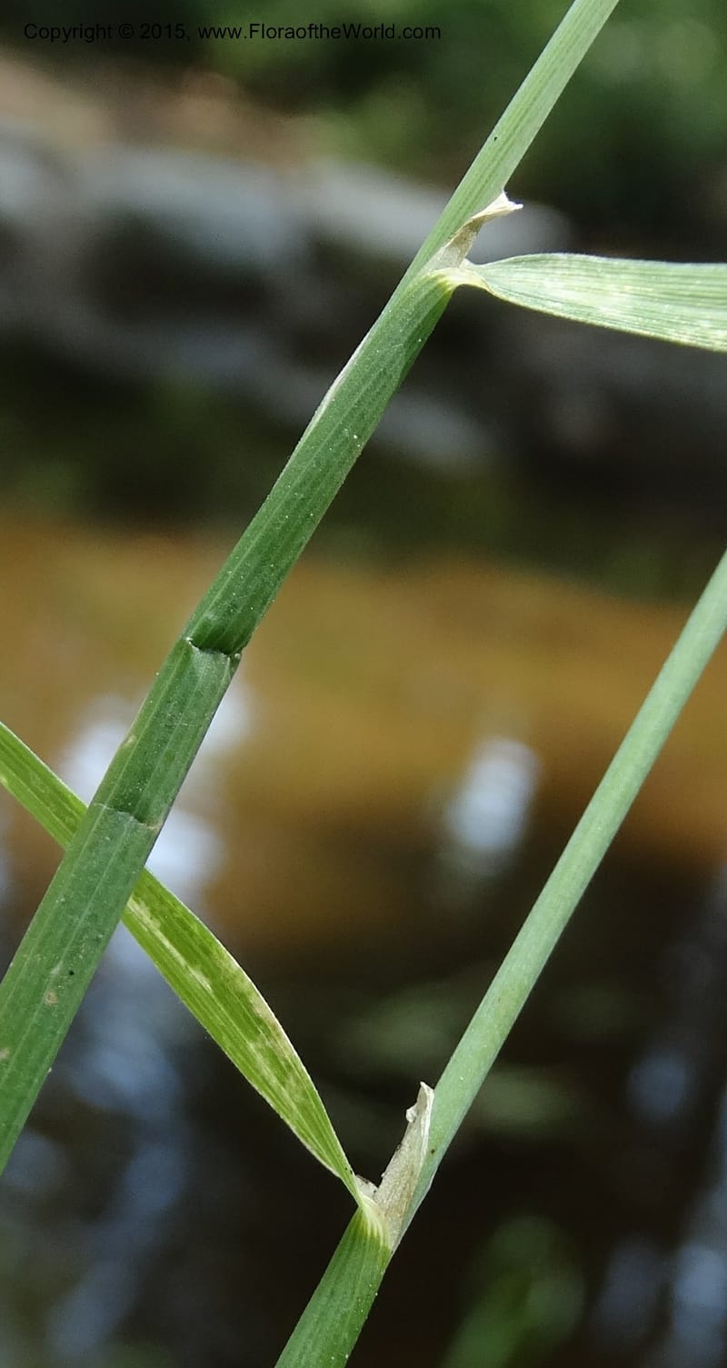 Alopecurus aequalis, Davidson, C 12610--Idaho. Valley Co. Payette Lake. Sylvan Cr. 20 Jul 2014. DSC00669 (132).JPG
