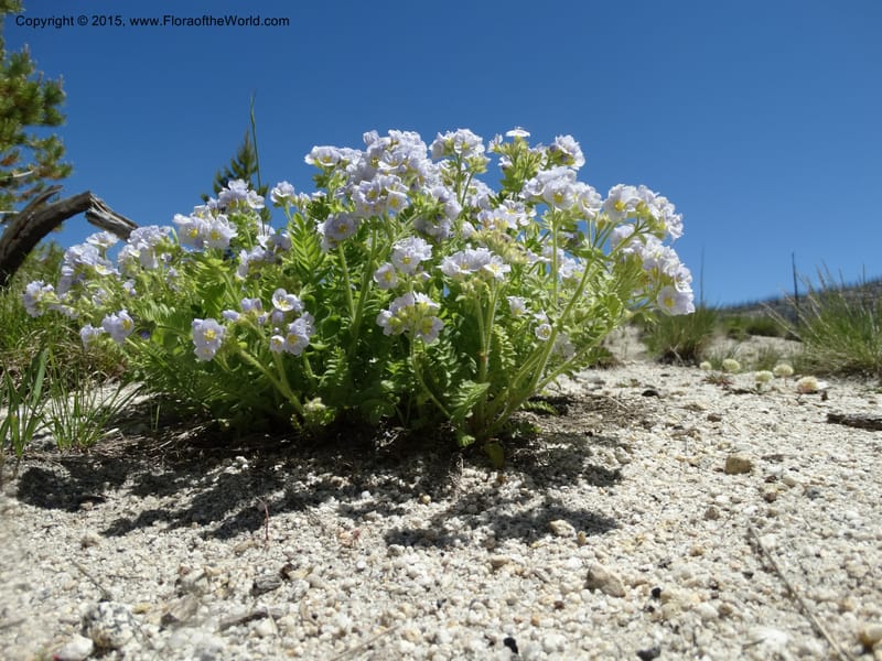 Polemonium pulcherrimum, Davidson, C 12552--Idaho. Valley Co. FS Rd. 431. 1 Jul 2014. DSC09329 (14).JPG