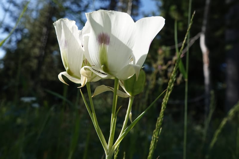 Calochortus eurycarpus, C. Davidson 13846--ID. Fremont Co. Sawtelle Pk. Stop 1. 30 Jul 2018. DSC07452 (44).JPG