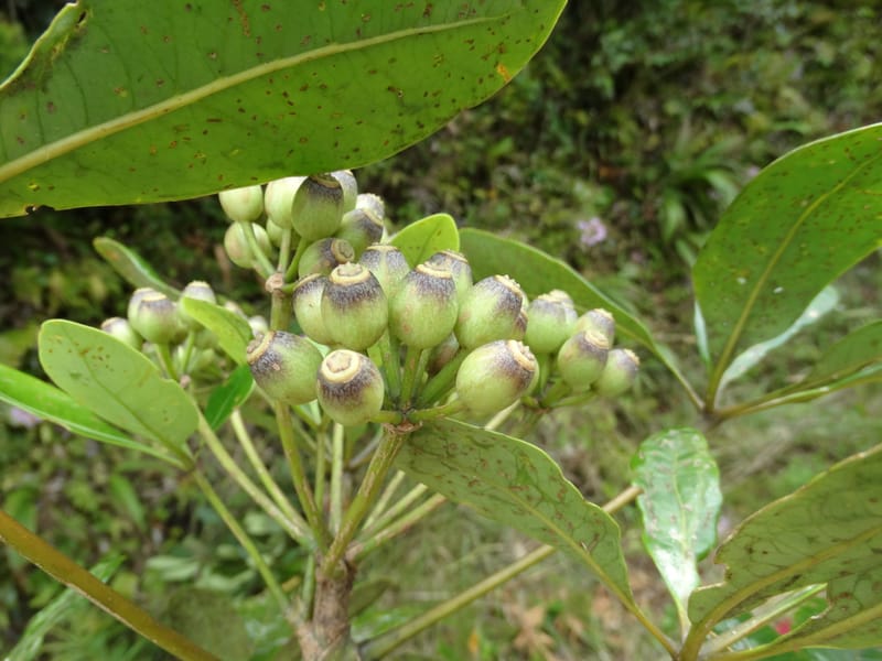 Plerandra grandiflora, Plunkett, G 3178--Fiji. Delaikoro Mtn. 3 Nov 2015. DSC08393 (134).JPG
