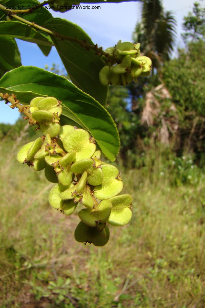Gouania myriocarpa, Razafindraibe 210--Madagascar. Prov. Fianarantsoa. RN 12. 14 Jan 09. 285 (11).jpg