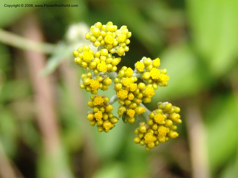 Helichrysum--Tanz. Nawenge For. Res., ca. Mahenge. 20 Feb 06. 050.jpg