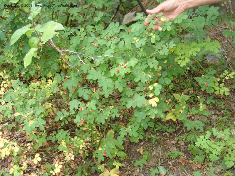Rosa gymnocarpa--ID. Valley Co. Sylvan Beach, Payette Lake. 21 Aug 05. 008.jpg