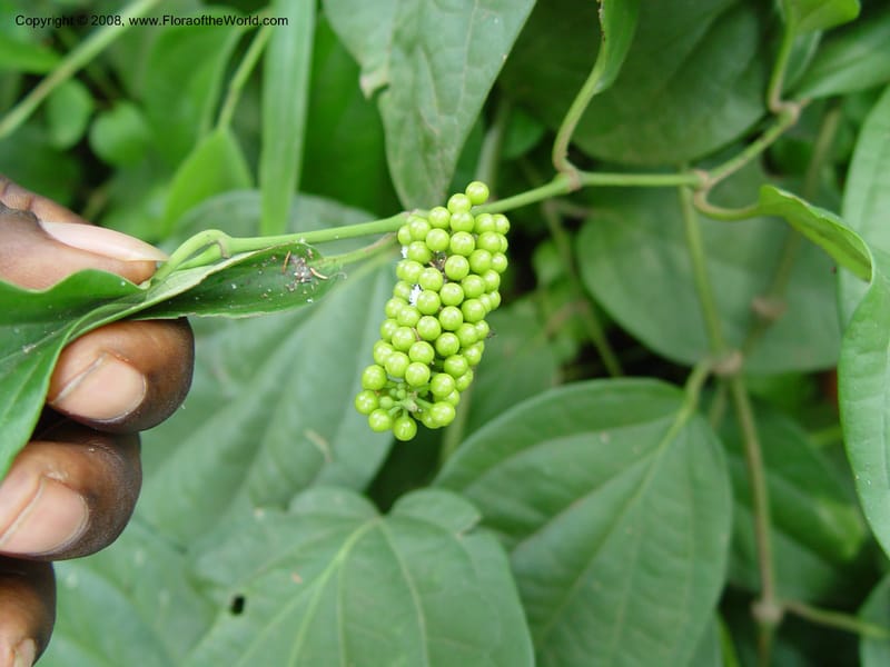 Piper guineense--Cameroon. Limbe Botanic Garden. 4 Dec 03. 103.jpg