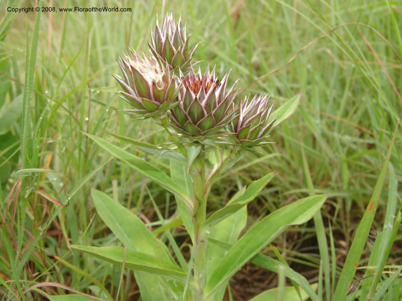 Dicoma zeheri--So.Africa. Mpumal. Moodie Mts.  18 Mch 05. 001.jpg