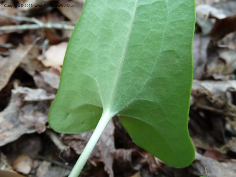 Asarum arifolium, Davidson, C 13035--Georgia. Stephens Co. Panther Cr. 18 May 2015.  (64).JPG