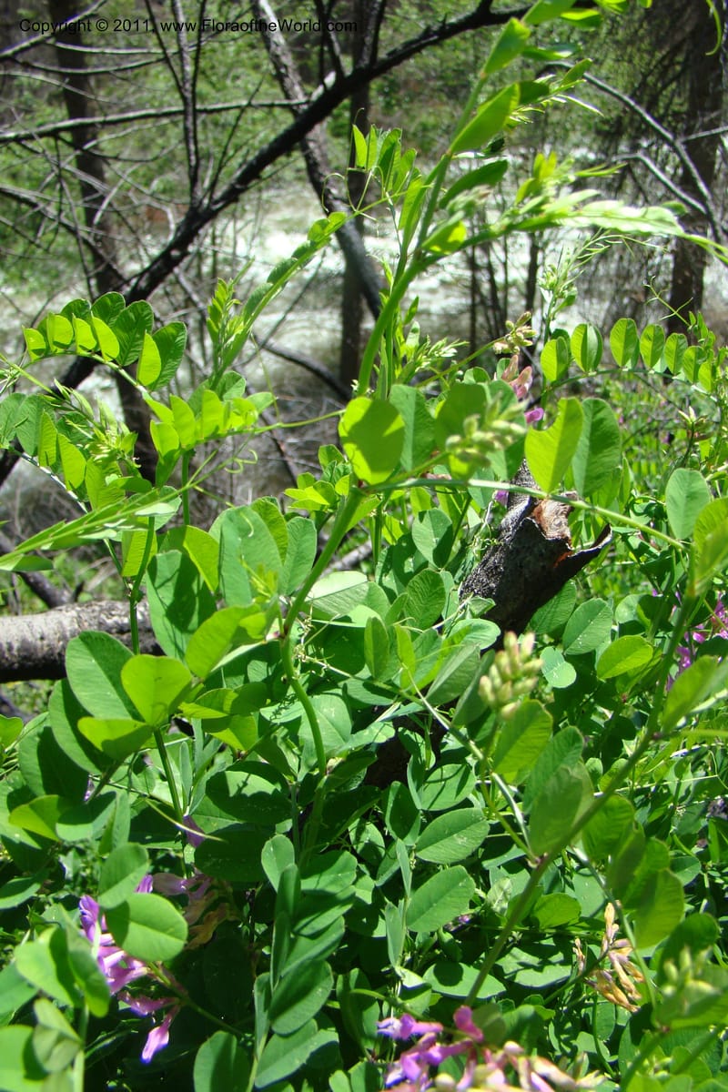 Vicia americana, C. Davidson 11391--Idaho. Idaho Co. Salmon River. Shepp Ranch. 28 May 2009. 174.jpg