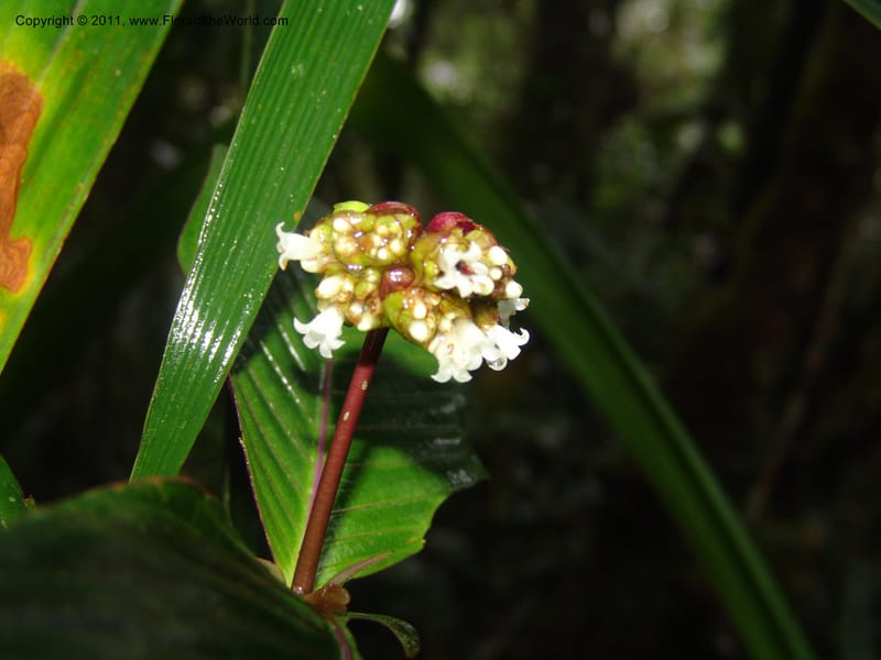 Psychotria oinochrophylla, RVasquez 31535--Peru. Prov. Oxa. Estac. Paujil. Send. El Mirador. 16 Oct 06. 305 (5).jpg