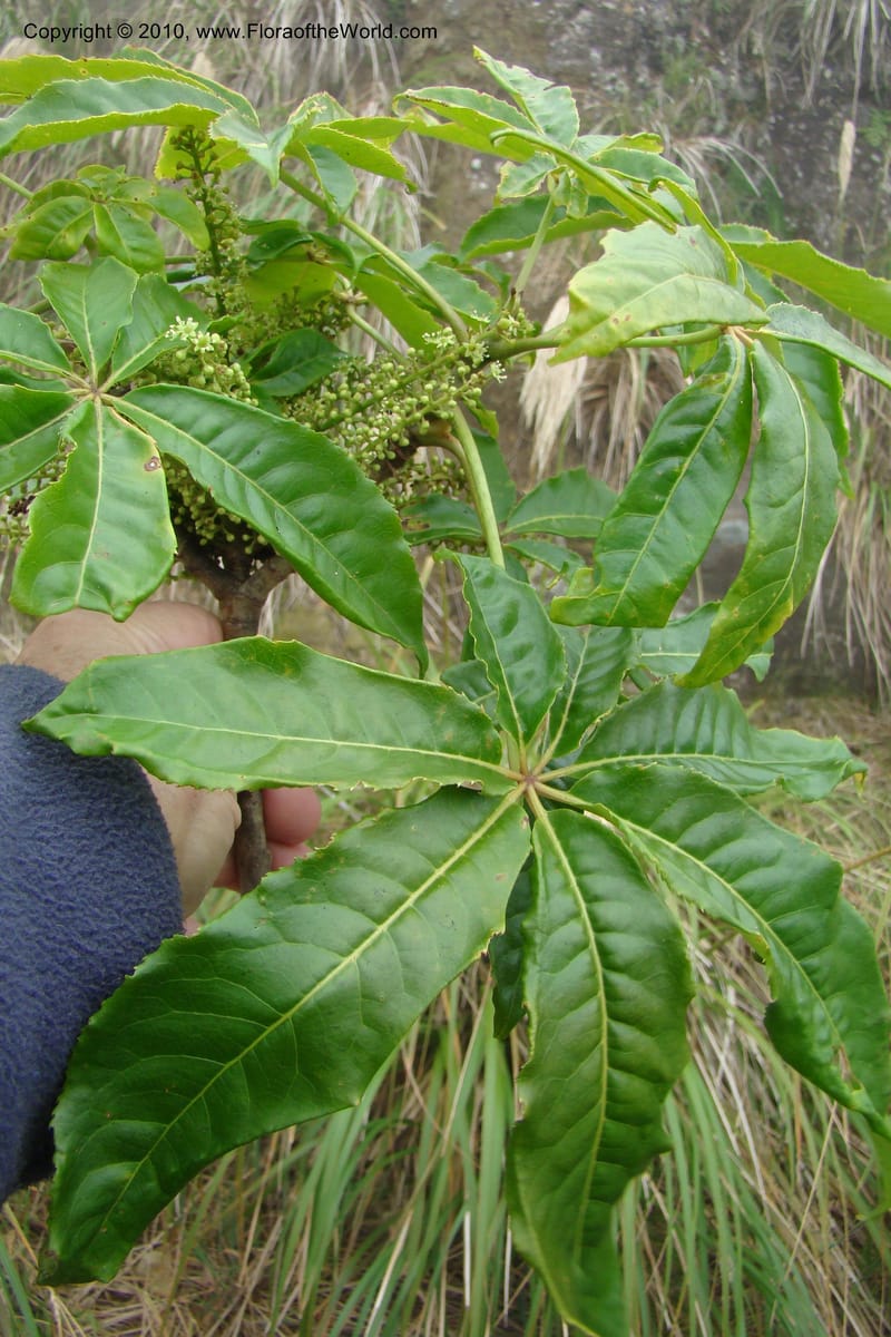 Schefflera digitata, C. Gemmill 720--New Zealand. N. Island. Mt. Te Aroha. 13 Jan 2010. 058.jpg